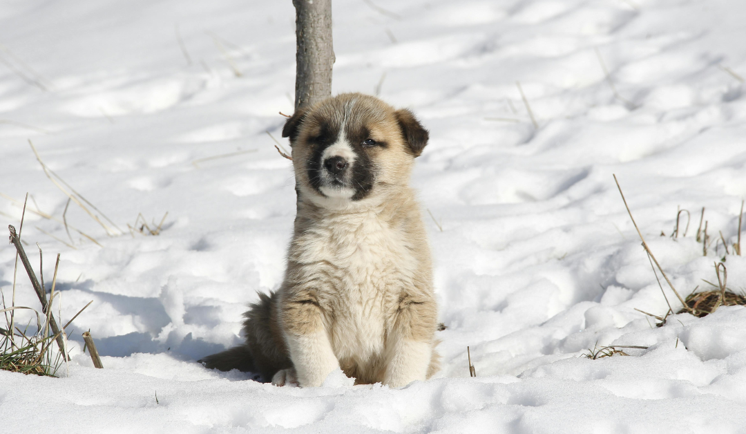 Par saveta za udomljavanje