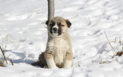 Par saveta za udomljavanje