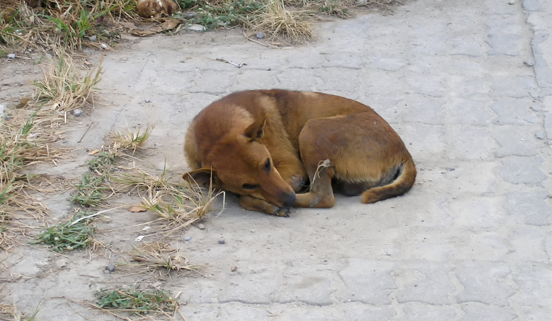 Zakon iliti smem li napuštenog psa da dovedem kući?